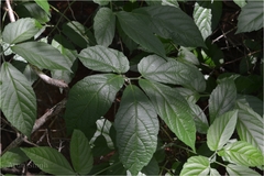 Cayratia pedata